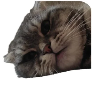 🐱 emoji Ксюша Telegram sticker 15 of 58