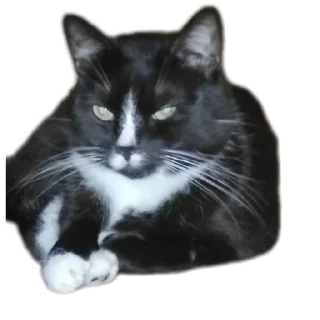 💵 emoji Roma Telegram sticker 7 of 73