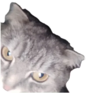 🐱 emoji Ксюша Telegram sticker 22 of 58