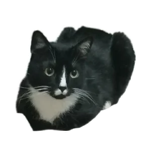 🐱 emoji Roma Telegram sticker 24 of 73