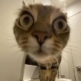 😅 emoji Спешел фор ми пон Telegram sticker 9 of 32
