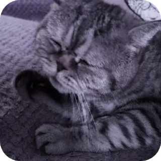 🐱 emoji Кокаин(кокс) Telegram sticker 7 of 40