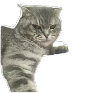 🐱 emoji Ксюша Telegram sticker 21 of 58