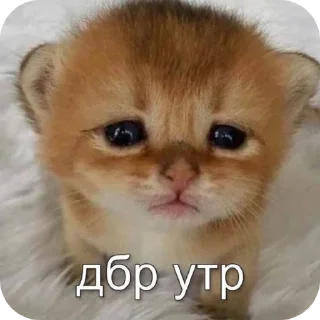 🐱 emoji пупсечки @vikusyafell Telegram sticker 16 of 50