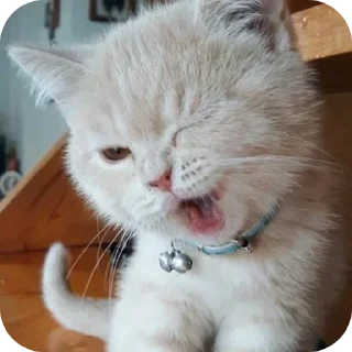 🐱 emoji пупсечки @vikusyafell Telegram sticker 14 of 50