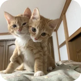 🐱 emoji пупсечки @vikusyafell Telegram sticker 10 of 50