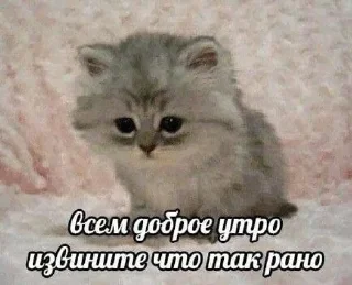 🌟 emoji чат для котиков @RuBlackMafia Telegram sticker 24 of 120