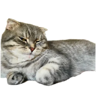 🐱 emoji Ксюша Telegram sticker 5 of 58