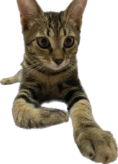 😼 emoji nastoyaschaya Telegram sticker 20 of 24