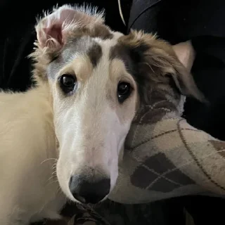 🌟 emoji Borzoi mod from @hwoyya Telegram sticker 7 of 120