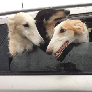 3️⃣ emoji Borzoi mod from @hwoyya Telegram sticker 16 of 120