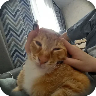🐱 emoji моё ебало когда Telegram sticker 13 of 14