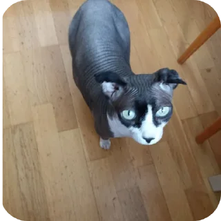 🐱 emoji моё ебало когда Telegram sticker 9 of 14