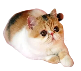 🌟 emoji Cats, @stickerspupa Telegram sticker 19 of 45