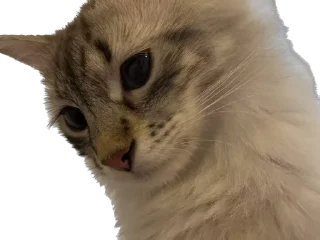 🤨 emoji Стеша Telegram sticker 5 of 26