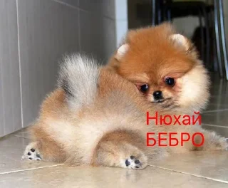 🌟 emoji Мой любимый Человек САШЕНЬКА🙃 Telegram sticker 5 of 42