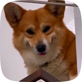 🌟 emoji puppy ; @iterwxc Telegram sticker 13 of 20