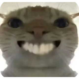Sticker from Mem-Cat
