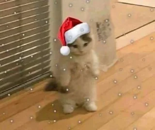 🐱 emoji Мем коты Telegram sticker 6 of 116
