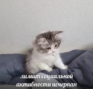 🌟 emoji Котики Telegram sticker 6 of 58
