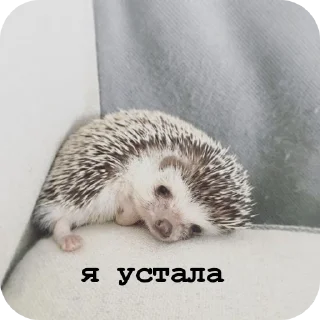 🦔 emoji ёжик Telegram sticker 5 of 26