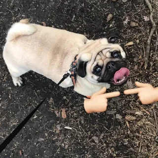🐶 emoji моя псина Telegram sticker 11 of 11