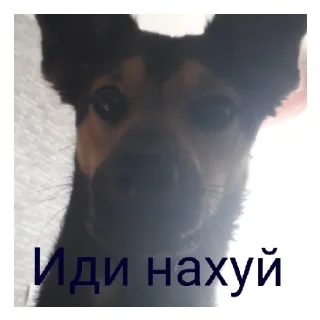 🖕 emoji Я и моя семья Telegram sticker 6 of 7