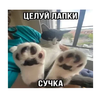 🌟 emoji наглые котики:@Crazy7_Mega7_Hell1984 Telegram sticker 6 of 76