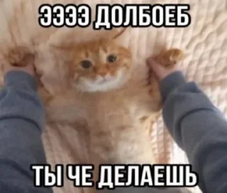 🌟 emoji наглые котики:@Crazy7_Mega7_Hell1984 Telegram sticker 20 of 76