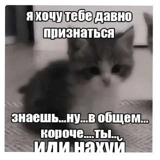 Sticker from наглые котики:@Crazy7_Mega7_Hell1984
