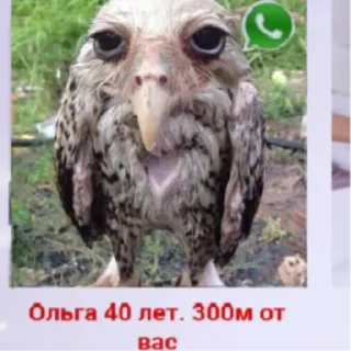 😱 emoji Солевая сова Telegram sticker 8 of 13