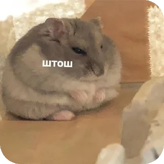 Sticker from Шиза