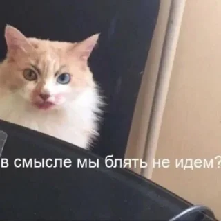🌟 emoji ода доза Telegram sticker 24 of 33