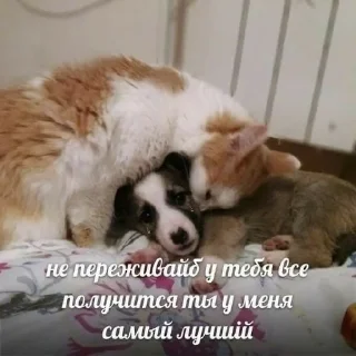 🥰 emoji с котиками Telegram sticker 16 of 22