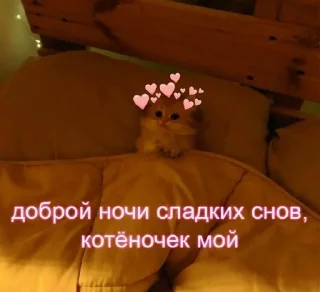 🥰 emoji с котиками Telegram sticker 13 of 22