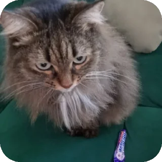 🐱 emoji карл сосать Telegram sticker 21 of 41