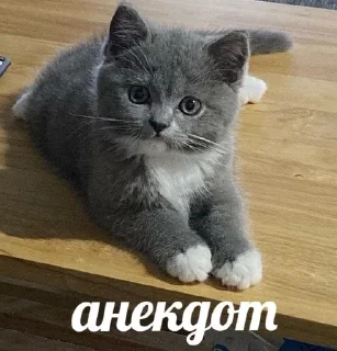 😂 emoji котёночек Telegram sticker 7 of 50