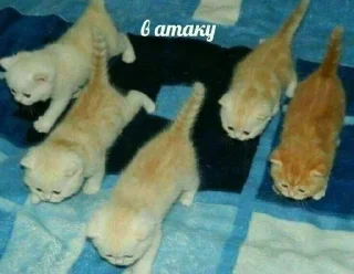 Sticker from котёночек
