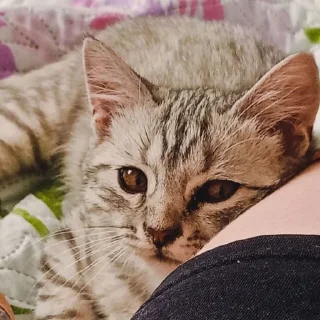 😒 emoji Котёнки Telegram sticker 7 of 46