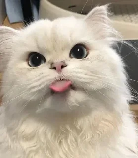 😝 emoji Cat Telegram sticker 12 of 54