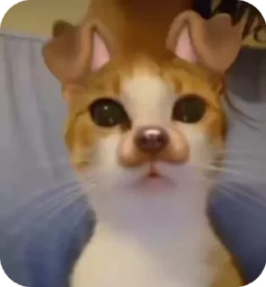 Sticker from cat with mask