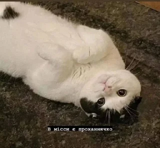 🌟 emoji Місса ідішин<3 Telegram sticker 8 of 120