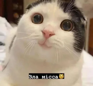 🌟 emoji Місса ідішин<3 Telegram sticker 10 of 120