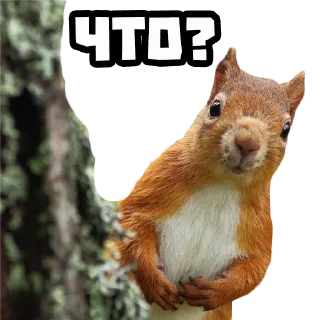 ❓ emoji Белки @stickernayaa Telegram sticker 7 of 11