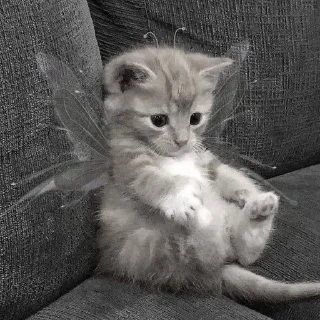 😐 emoji ✨котики✨ Telegram sticker 18 of 35