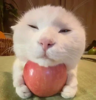 🌟 emoji котейки Telegram sticker 16 of 63