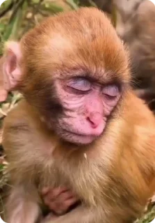 🛏️ emoji monkey Telegram sticker 21 of 23