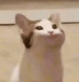 😃 emoji Коты, как смысл жизни Telegram sticker 11 of 50