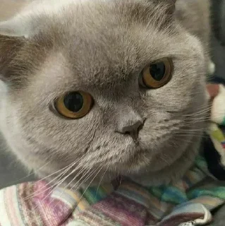 😺 emoji Тофу-Као момент Telegram sticker 5 of 37