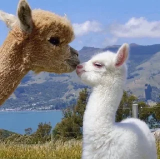 😻 emoji ЖЮ Видео 🧡 Фотопак | @Lifeyt Telegram sticker 7 of 37
